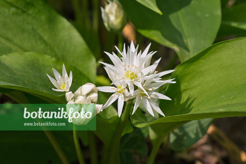 570035 - Bärlauch (Allium ursinum)