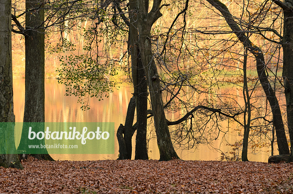 525450 - Bäume am Hellsee, Naturschutzgebiet Biesenthaler Becken, Brandenburg, Deutschland