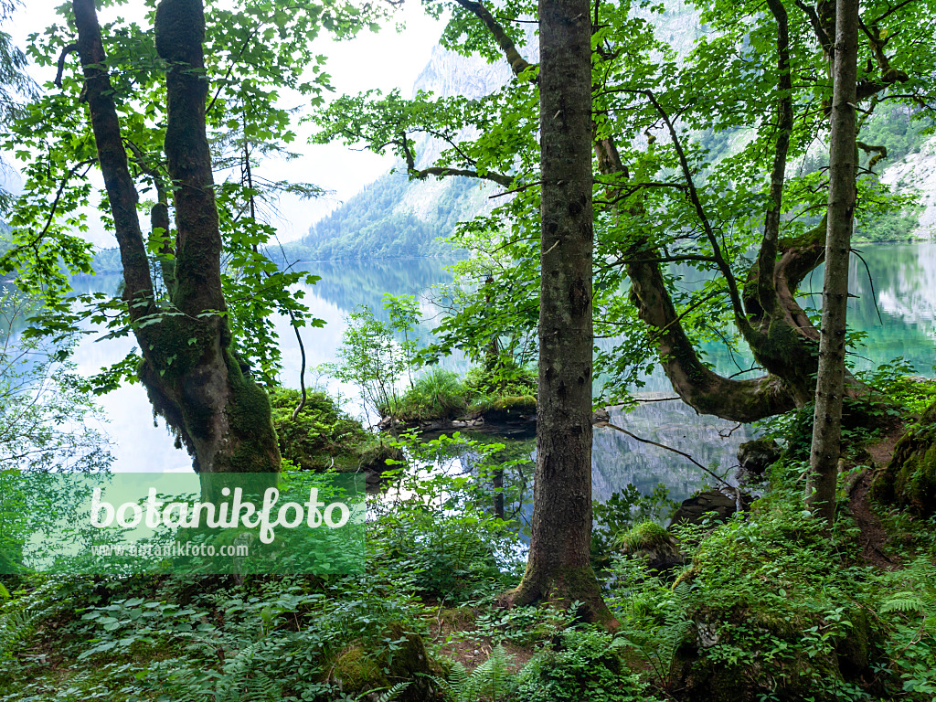 439160 - Bäume am Obersee, Nationalpark Berchtesgaden, Deutschland