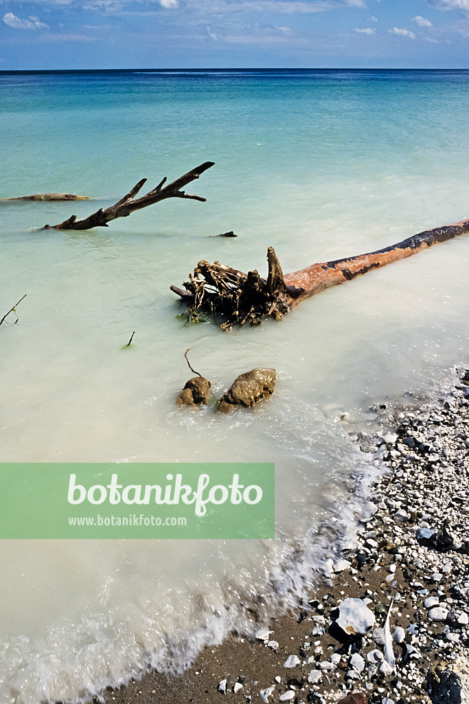 391081 - Bäume im Wasser, Nationalpark Jasmund, Rügen, Deutschland