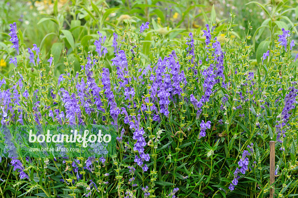 474188 - Baikal-Helmkraut (Scutellaria baicalensis)