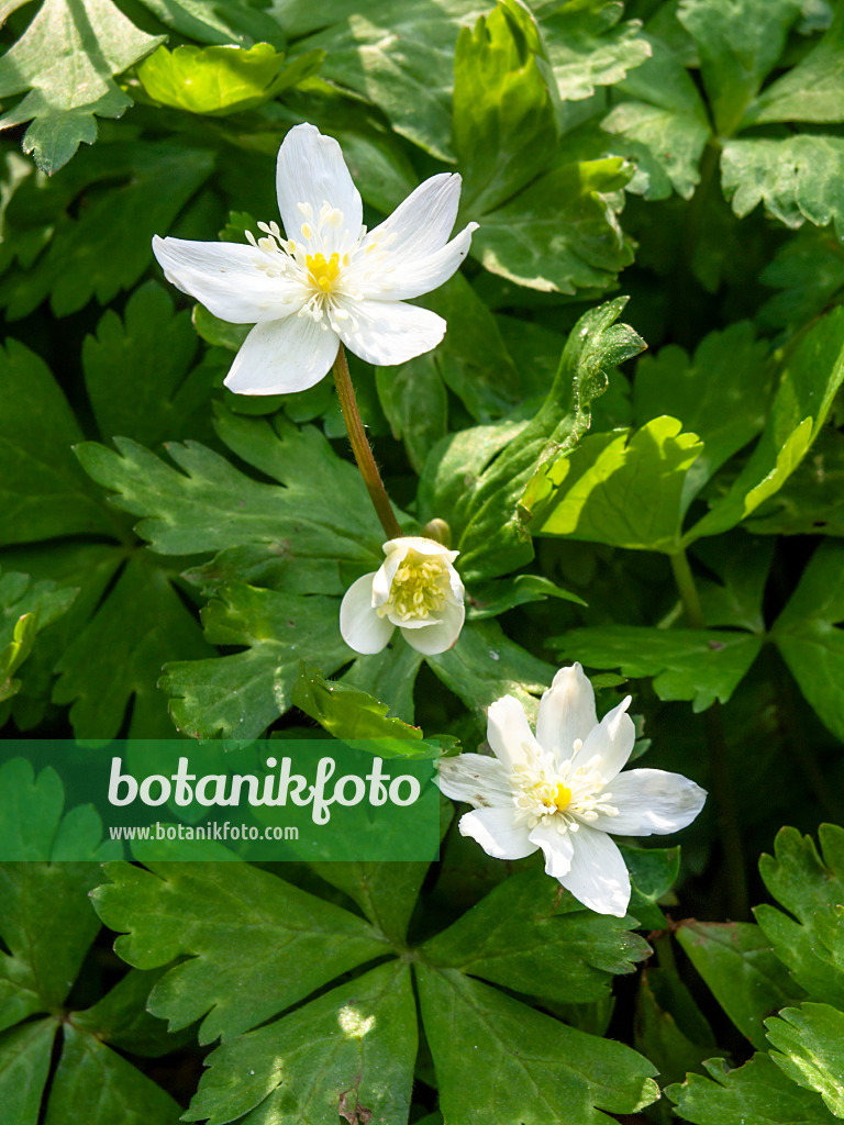 459009 - Baikal-Windröschen (Anemone baicalensis)