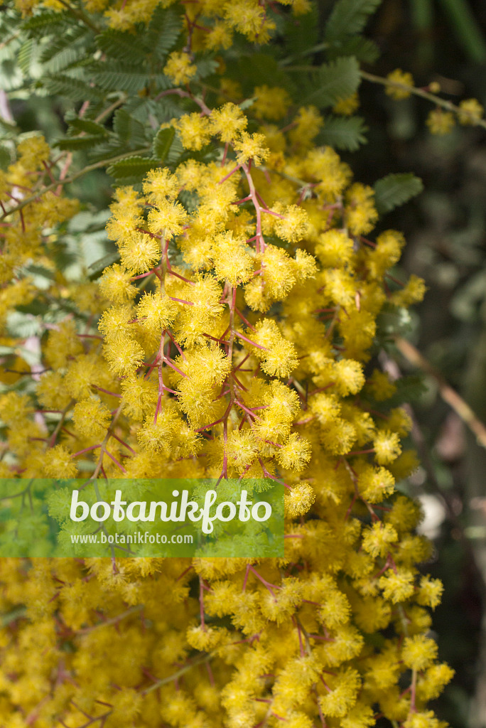 608002 - Baileys Akazie (Acacia baileyana 'Purpurea')