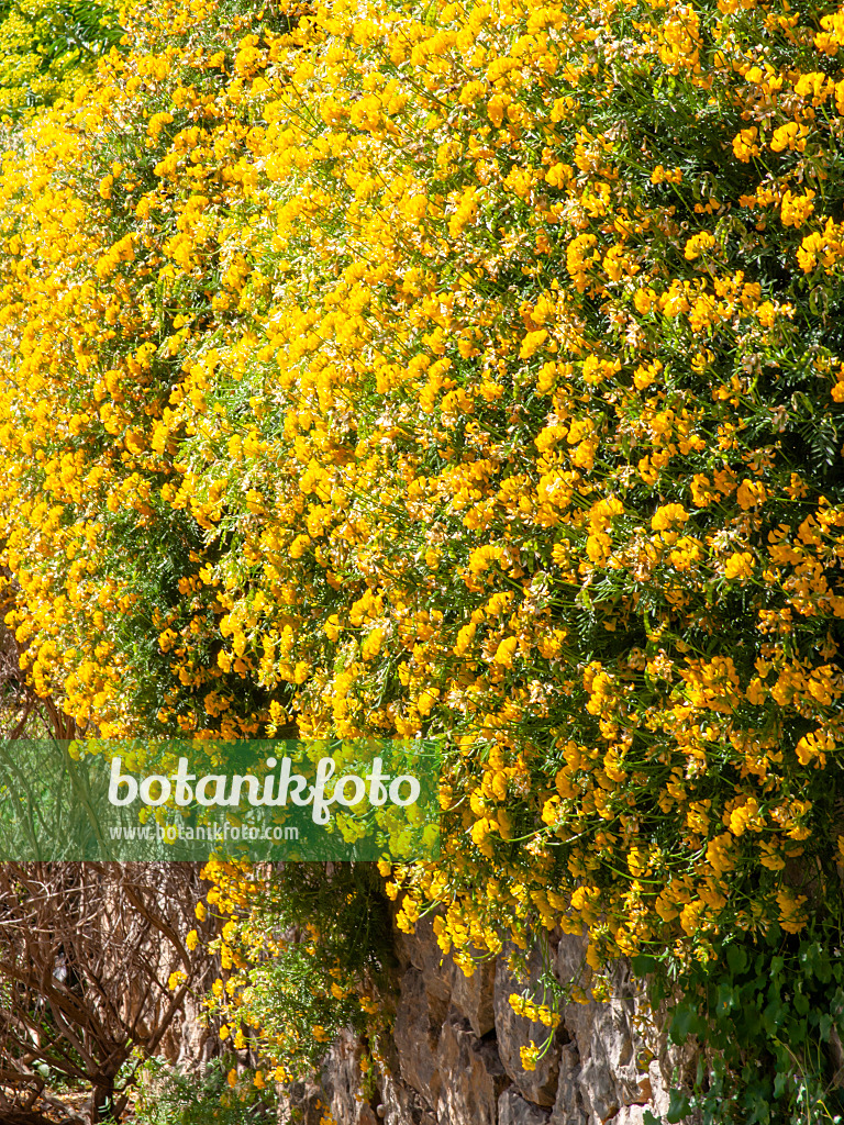 424089 - Balearen-Hufeisenklee (Hippocrepis balearica)