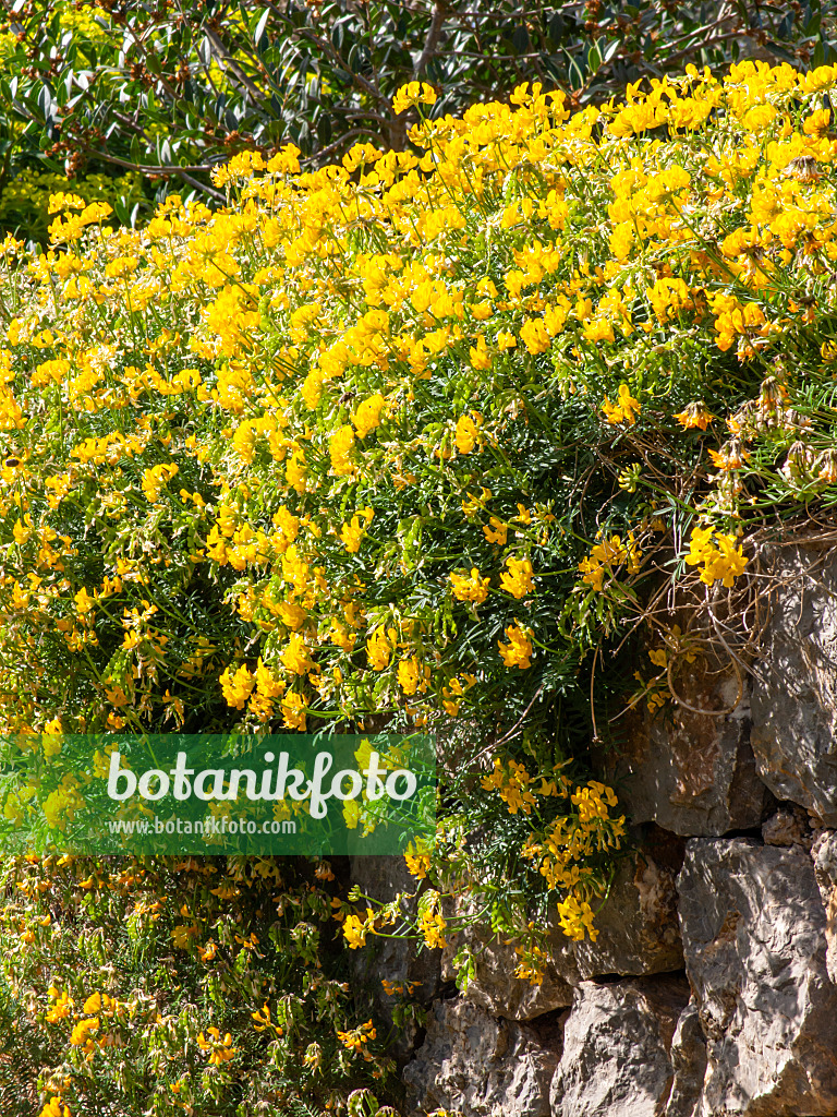 424090 - Balearen-Hufeisenklee (Hippocrepis balearica)