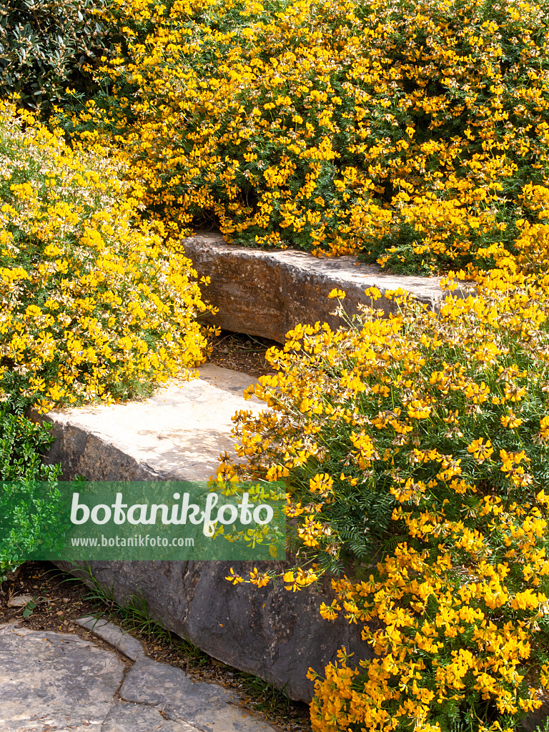 424091 - Balearen-Hufeisenklee (Hippocrepis balearica)