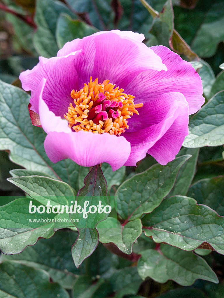 424032 - Balearen-Pfingstrose (Paeonia cambessedesii)