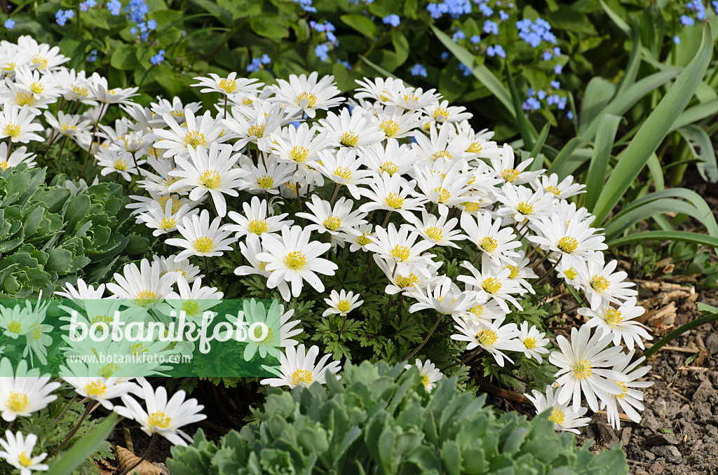 495087 - Balkan-Windröschen (Anemone blanda 'White Splendour')