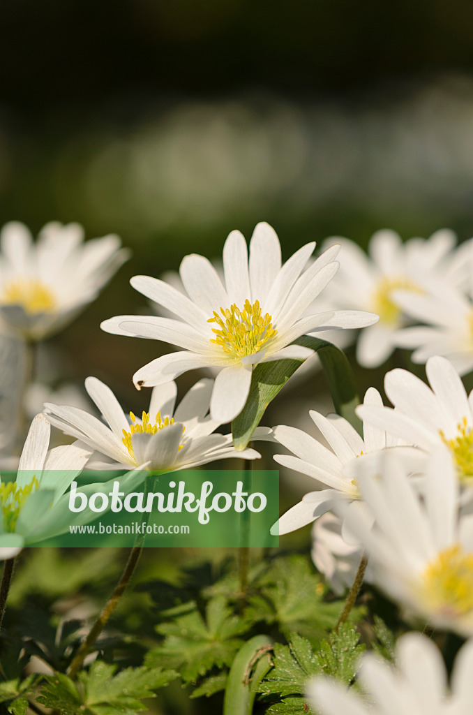 519097 - Balkan-Windröschen (Anemone blanda 'White Splendour')