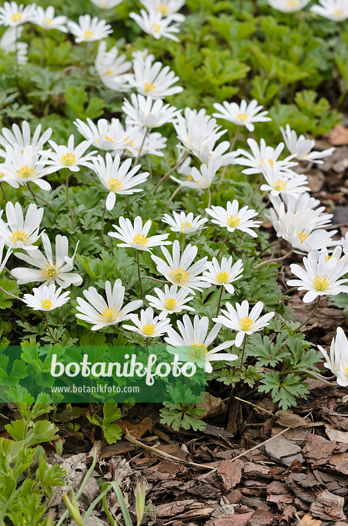 519145 - Balkan-Windröschen (Anemone blanda 'White Splendour')