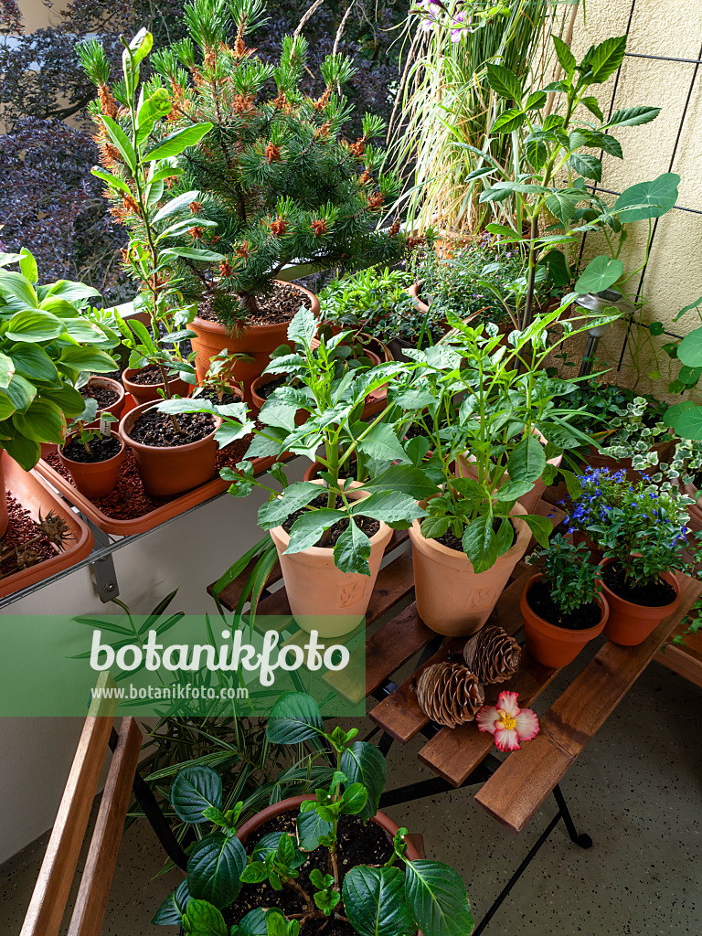 461164 - Balkon mit zahlreichen Topfpflanzen