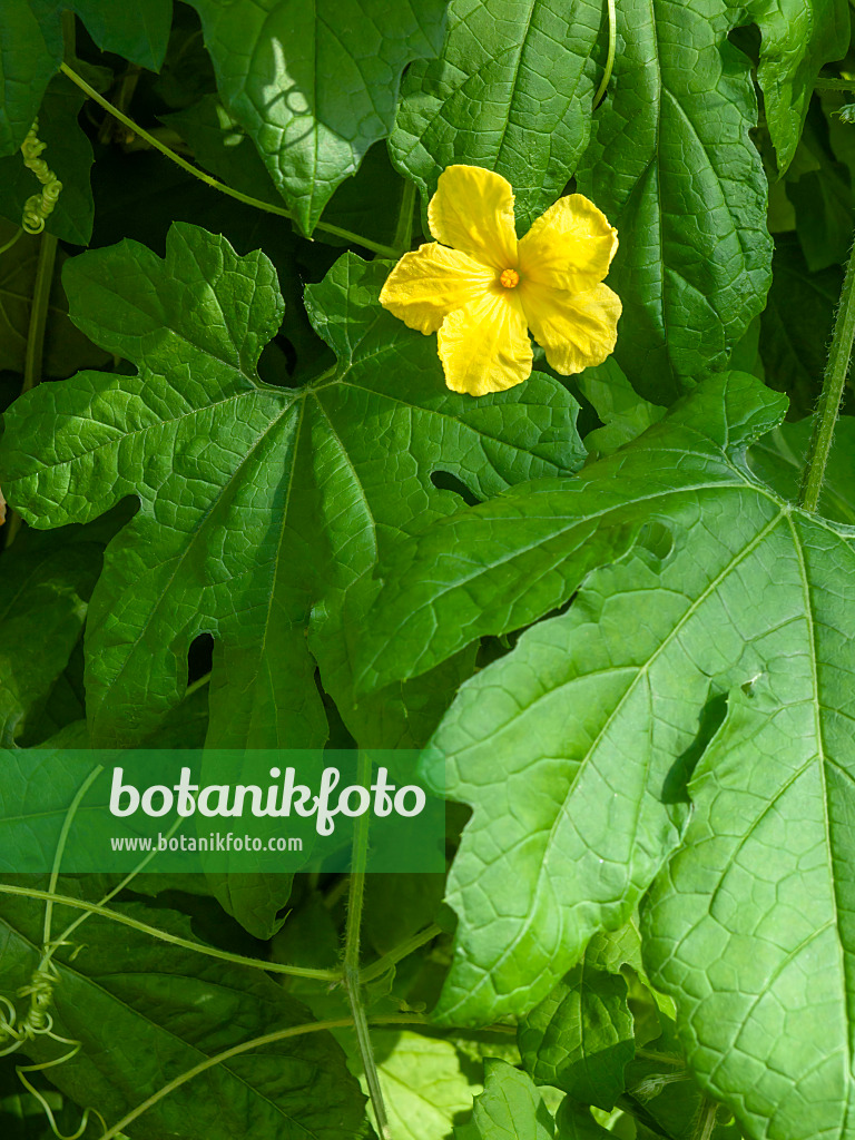 427026 - Balsamgurke (Momordica balsamina)