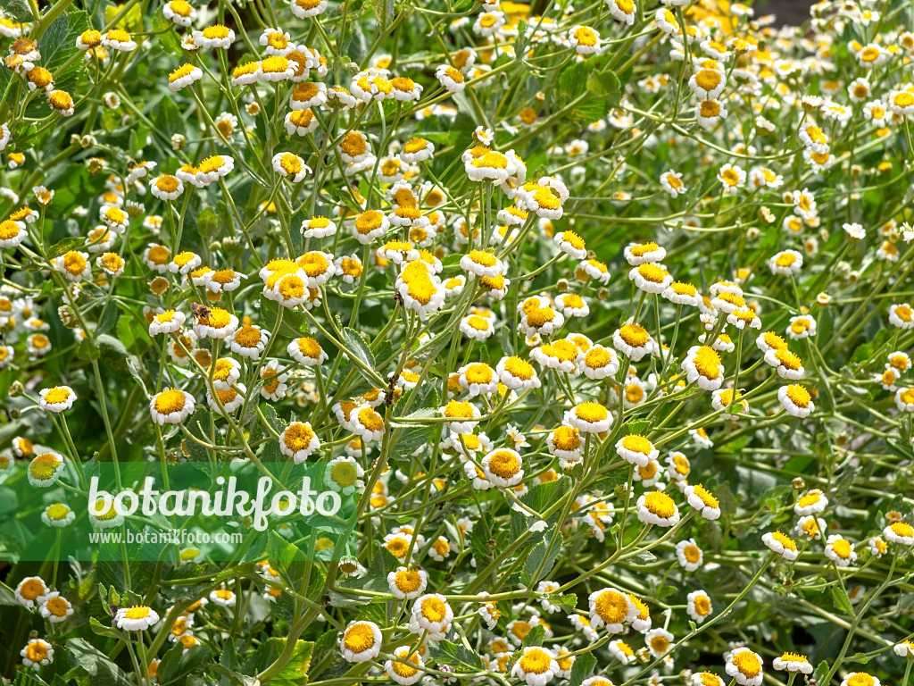 439208 - Balsamkraut (Tanacetum balsamita syn. Balsamita major)