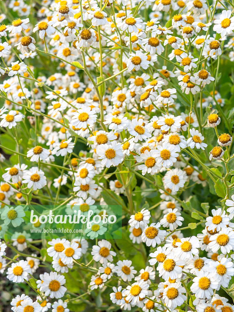 462009 - Balsamkraut (Tanacetum balsamita syn. Balsamita major)