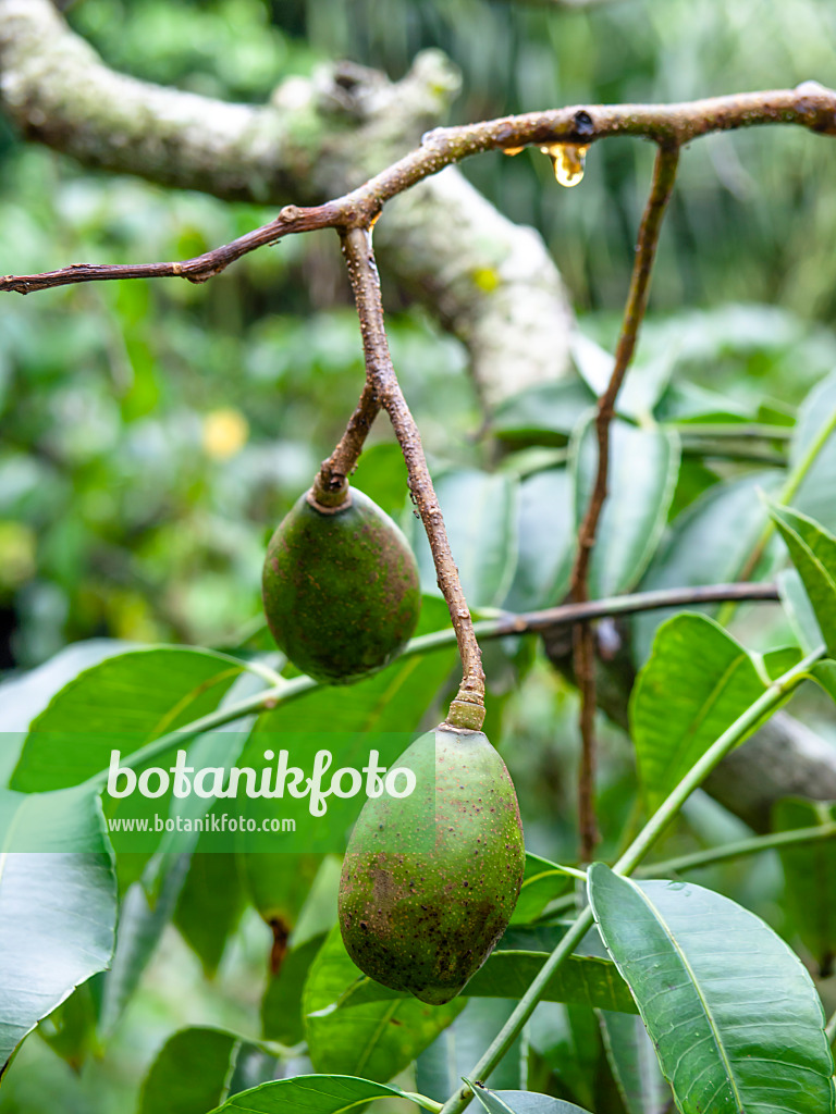 434078 - Balsampflaume (Spondias cytherea)