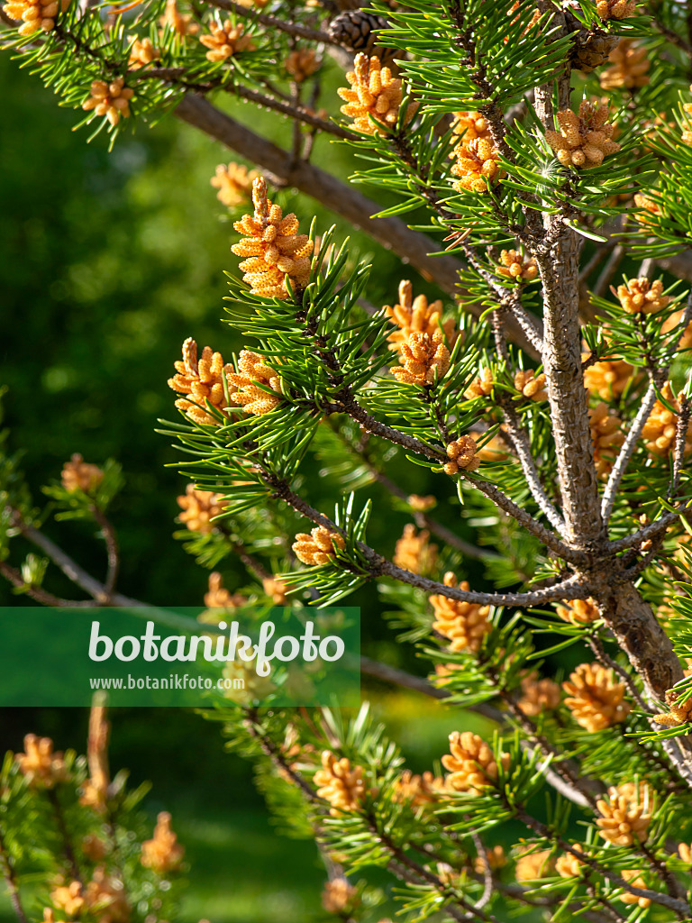 437362 - Banks Kiefer (Pinus banksiana)