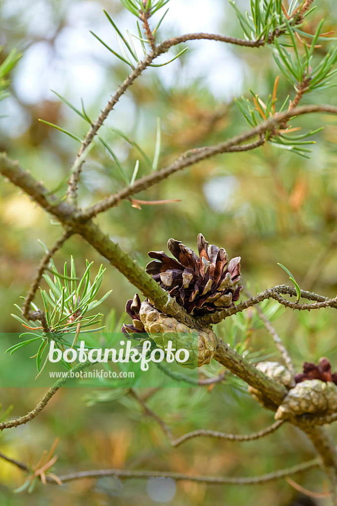 593158 - Banks Kiefer (Pinus banksiana)