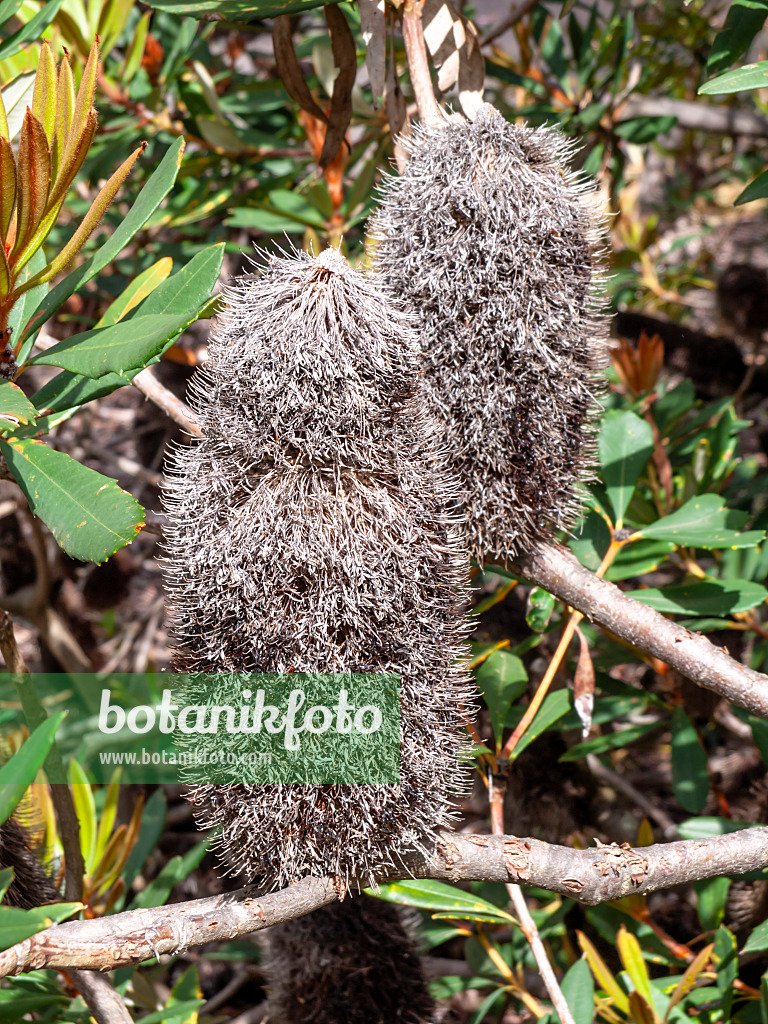 455293 - Banksie (Banksia conferta)