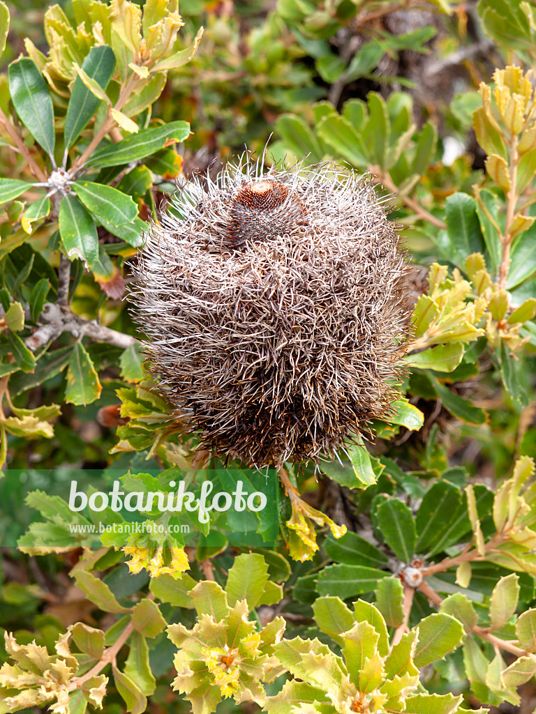 455300 - Banksie (Banksia epica)