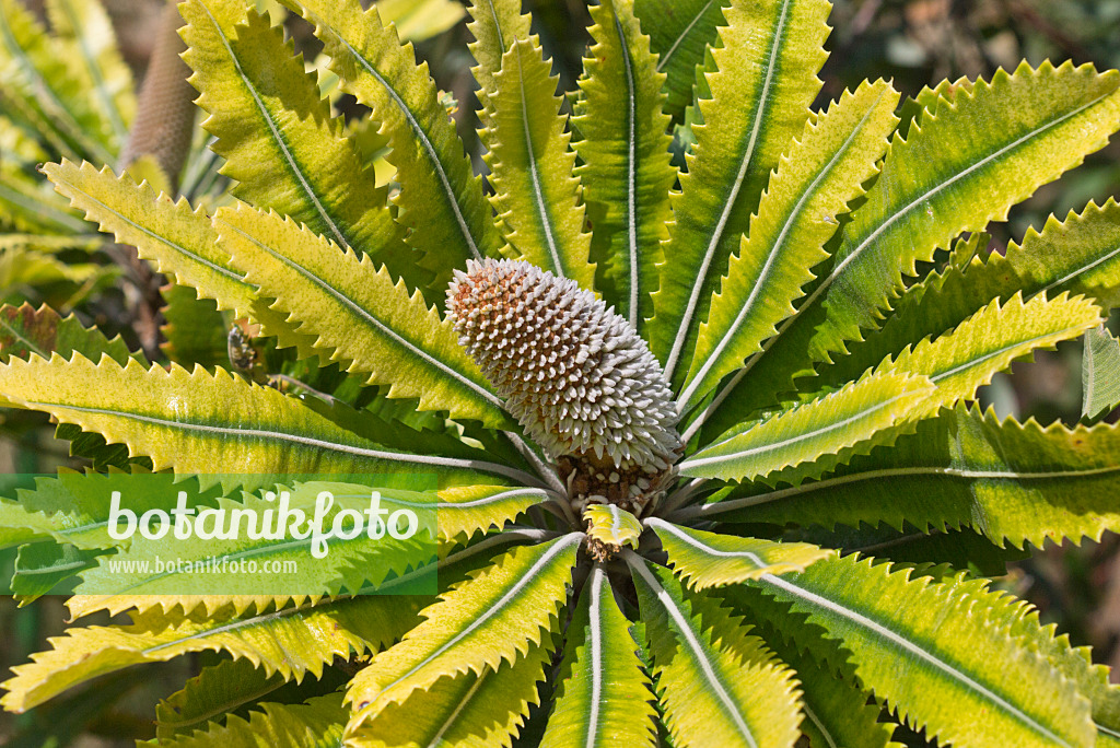 557041 - Banksie (Banksia serrata)