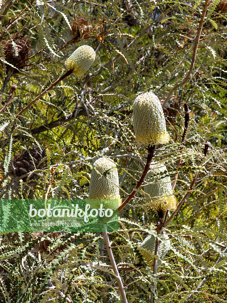 455309 - Banksie (Banksia speciosa)