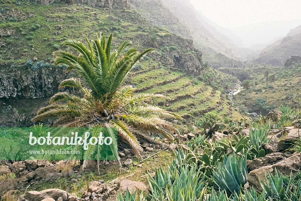 362034 - Barranco de Argaga, La Gomera, Spanien