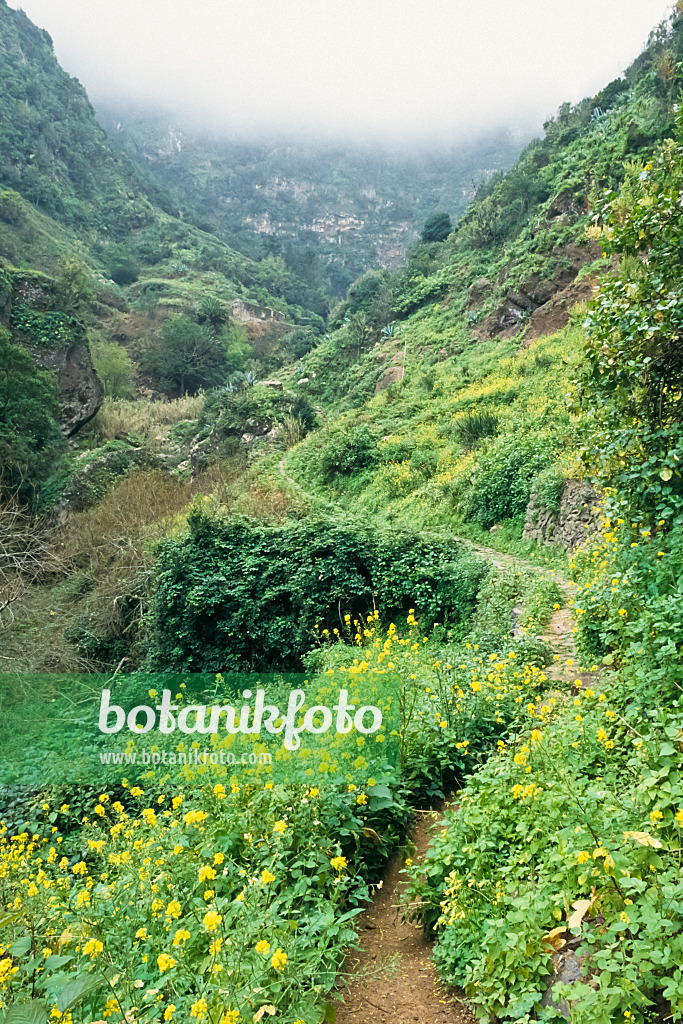 363014 - Barranco de Monteforte, Hermigua, La Gomera, Spanien