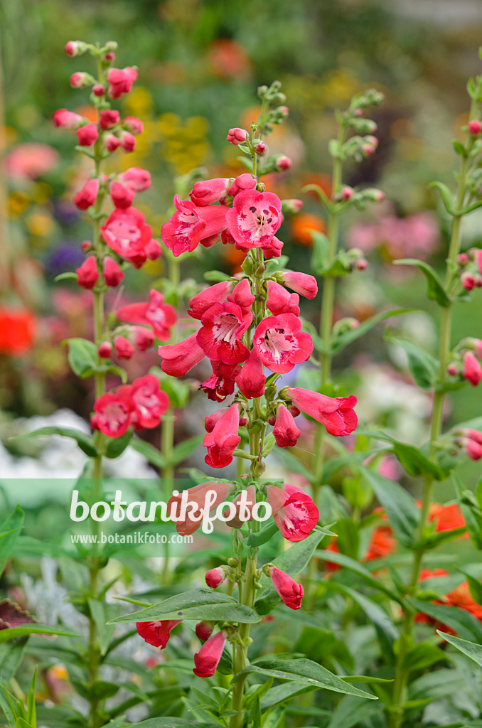 522096 - Bartfaden (Penstemon)