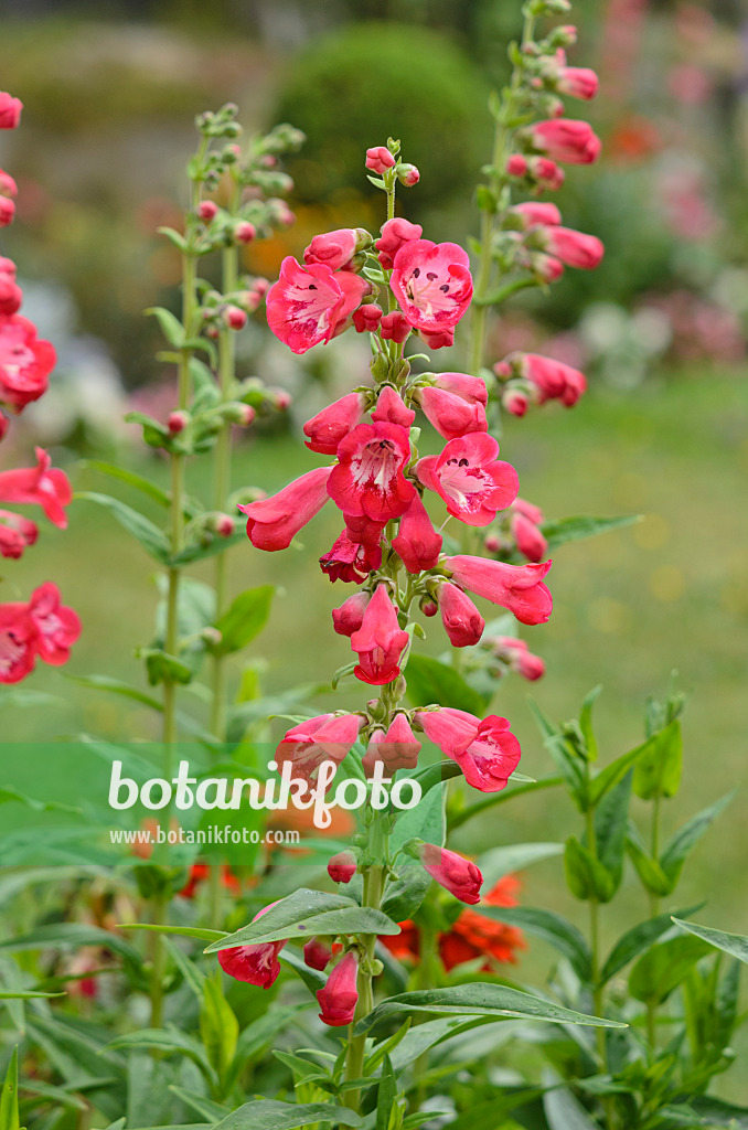 522097 - Bartfaden (Penstemon)