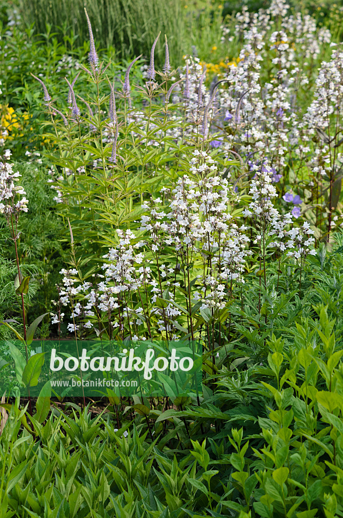 521141 - Bartfaden (Penstemon digitalis)