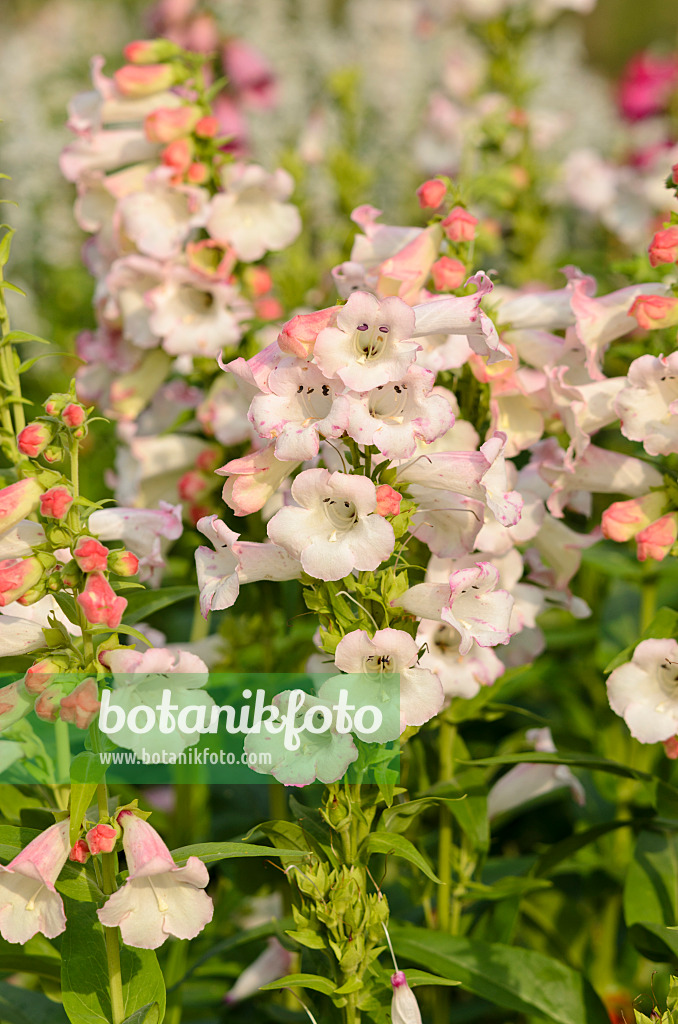 523223 - Bartfaden (Penstemon hartwegii 'Apple Blossom')