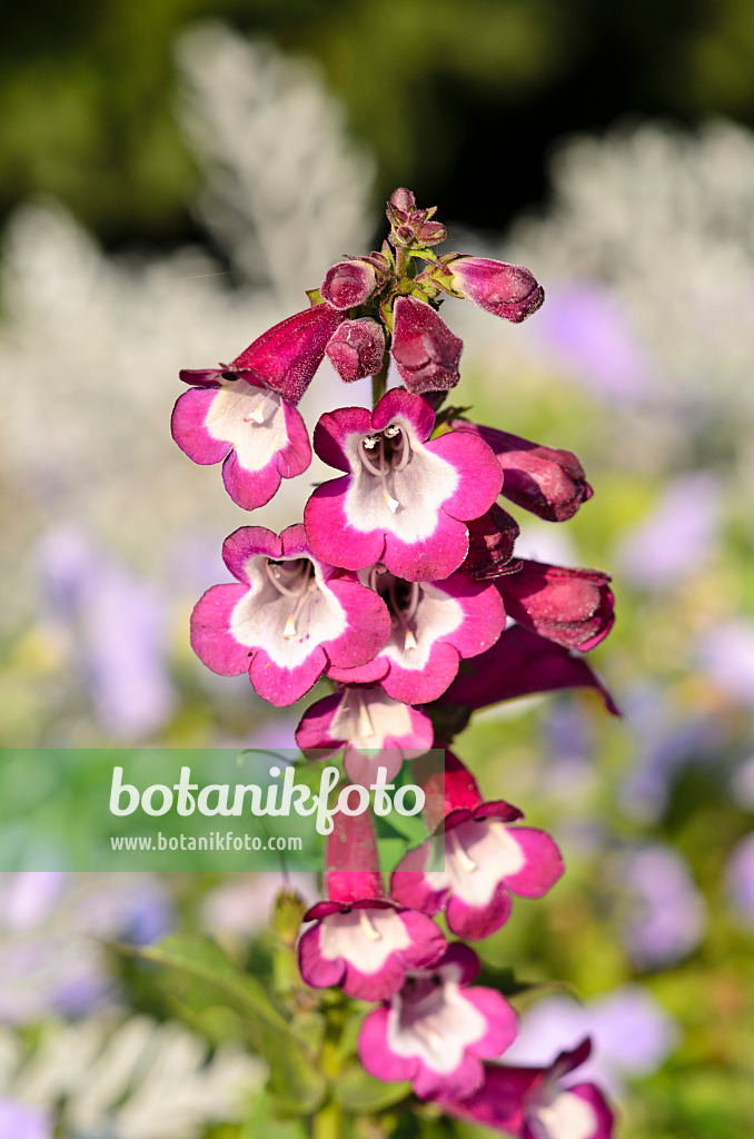 525151 - Bartfaden (Penstemon hartwegii 'Phoenix Violet')