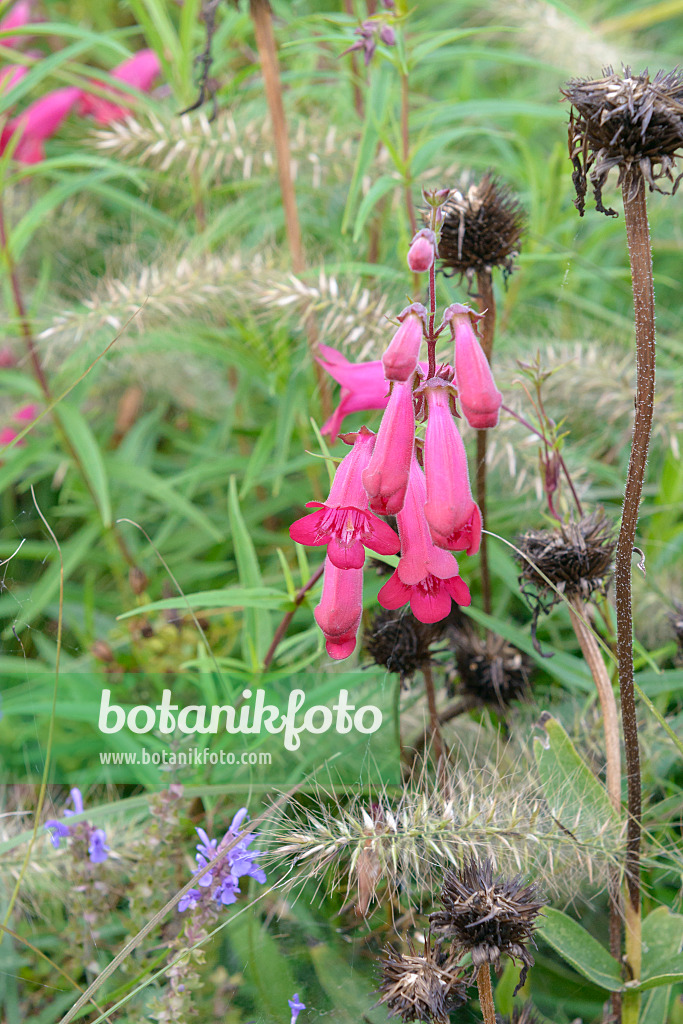 575176 - Bartfaden (Penstemon hartwegii 'Schoenholzeri')