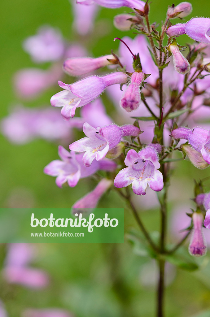 521312 - Bartfaden (Penstemon laevigatus)