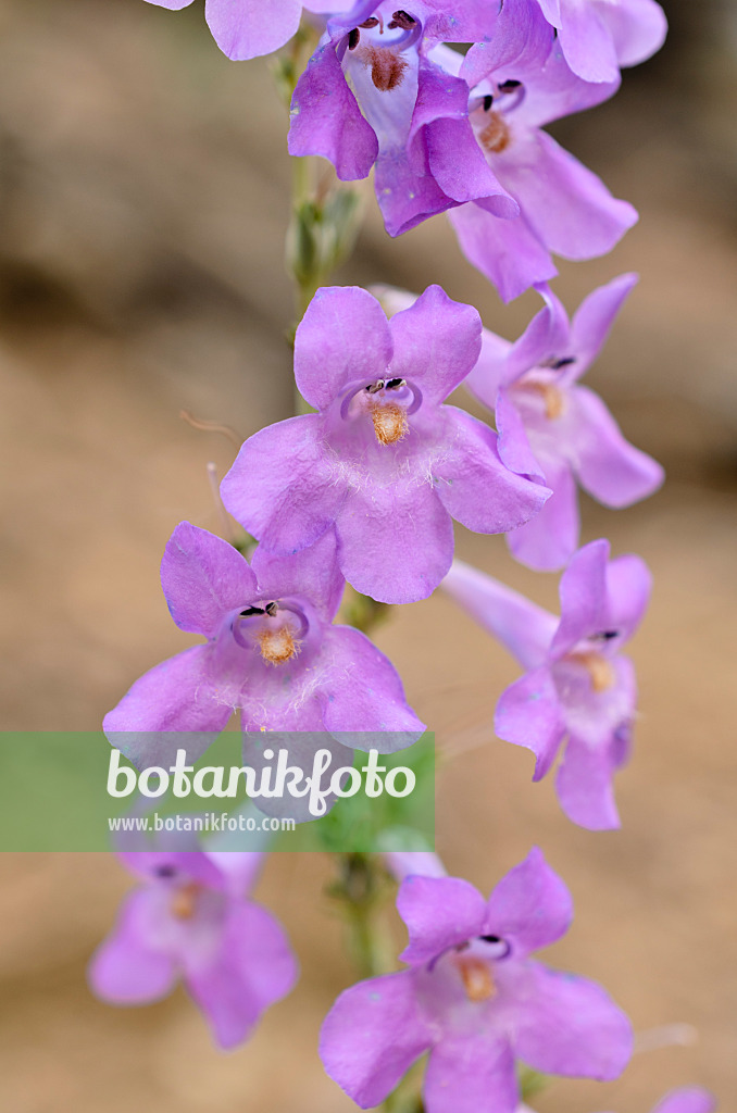 508406 - Bartfaden (Penstemon linarioides subspecies coloradoensis)