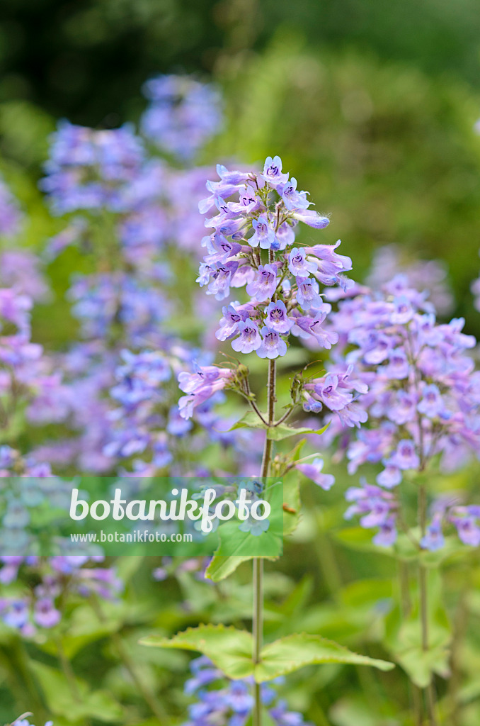 521182 - Bartfaden (Penstemon ovatus)