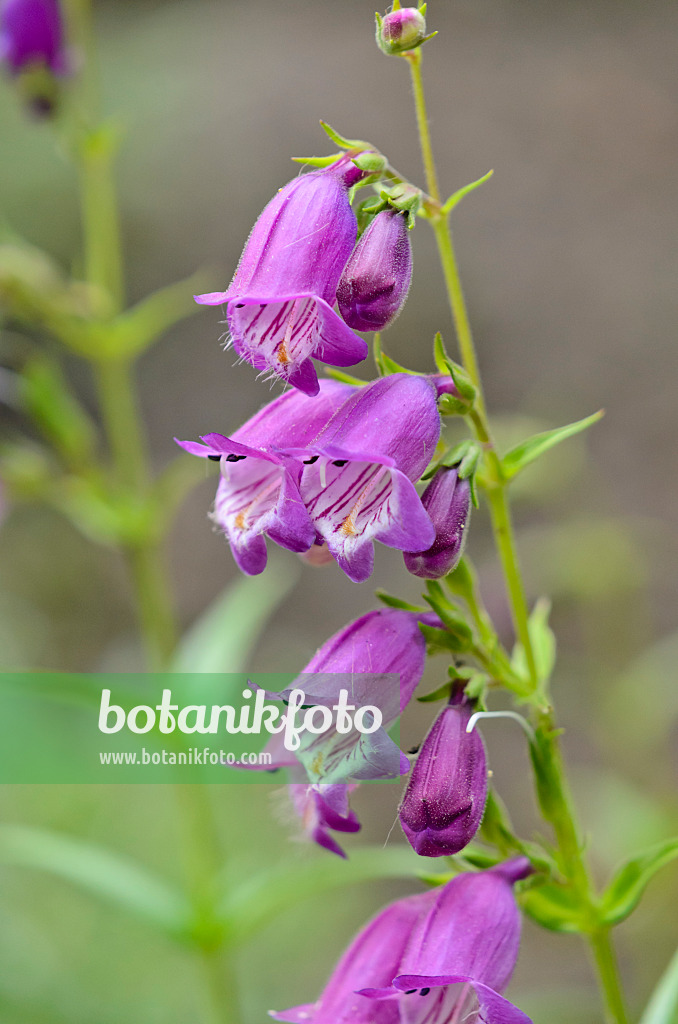 534119 - Bartfaden (Penstemon procerus var. tolmiei)