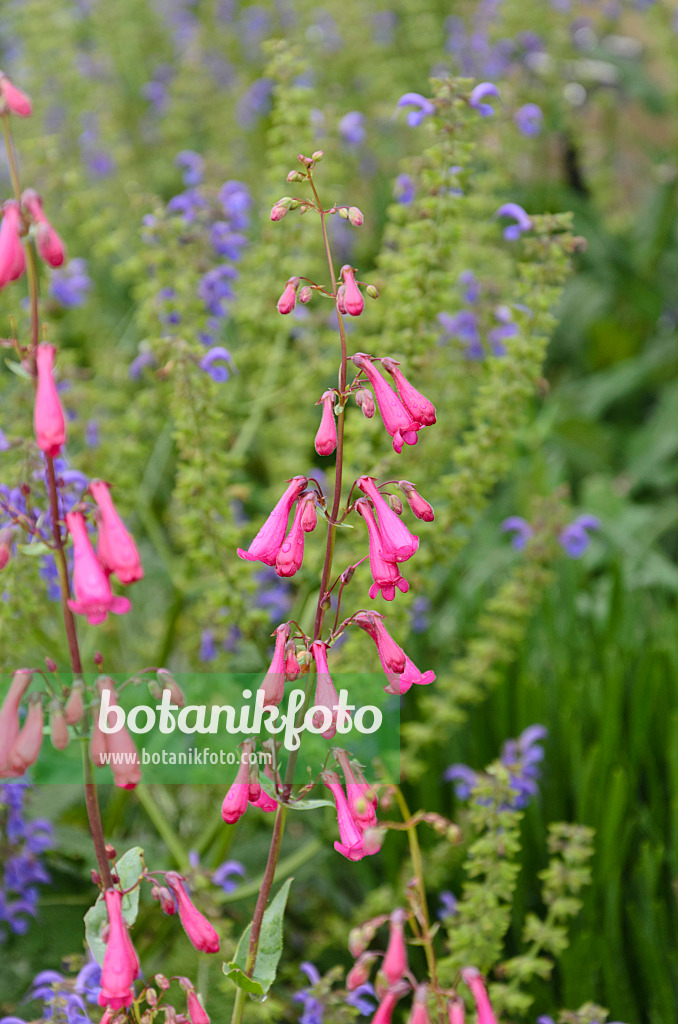 508226 - Bartfaden (Penstemon pseudospectabilis)