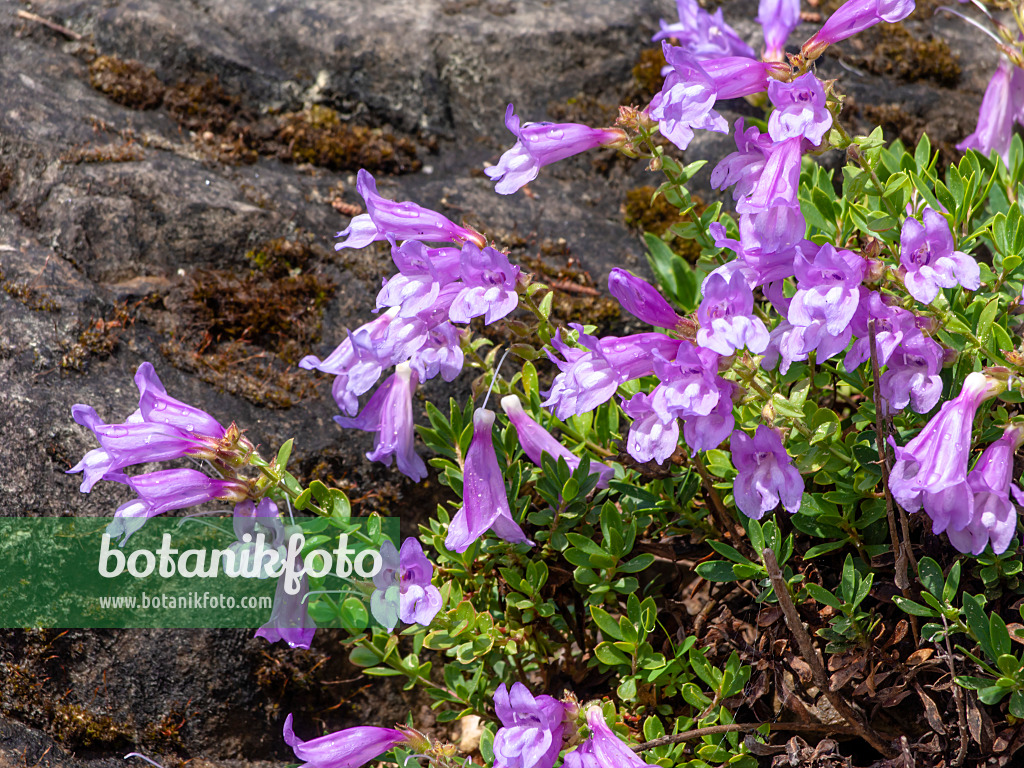 437407 - Bartfaden (Penstemon rydbergii)