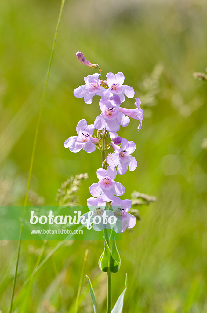 508379 - Bartfaden (Penstemon secundiflorus)