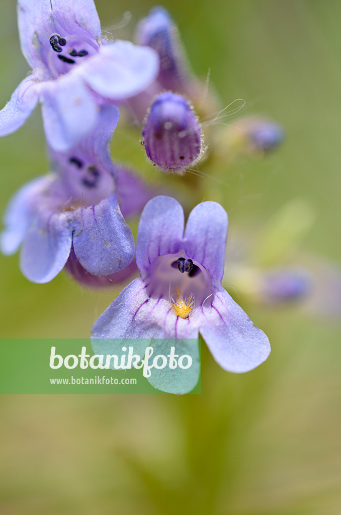 508397 - Bartfaden (Penstemon secundiflorus)