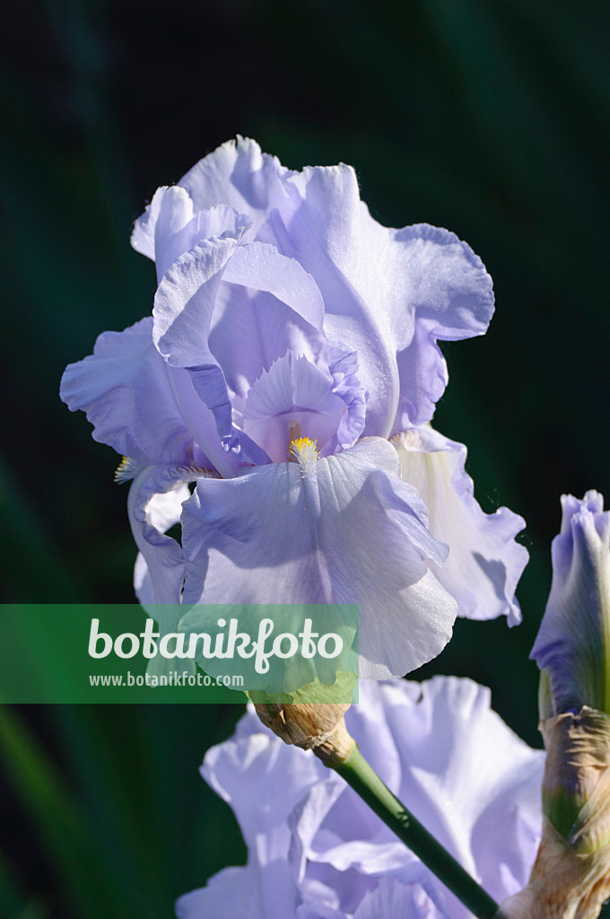 472185 - Bartiris (Iris barbata elatior 'Blue Saphire')