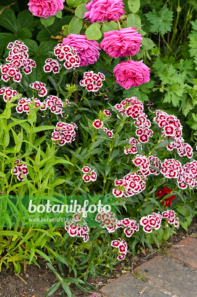 533291 - Bartnelken (Dianthus barbatus) und Rosen (Rosa)