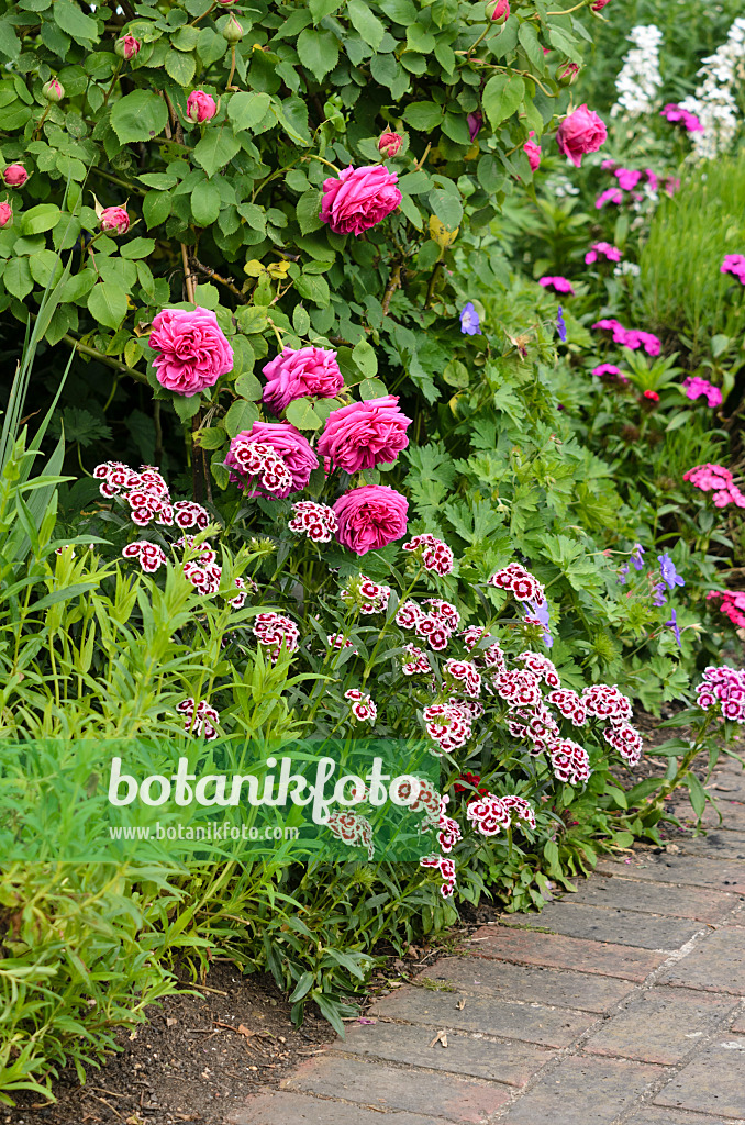 533292 - Bartnelken (Dianthus barbatus) und Rosen (Rosa)