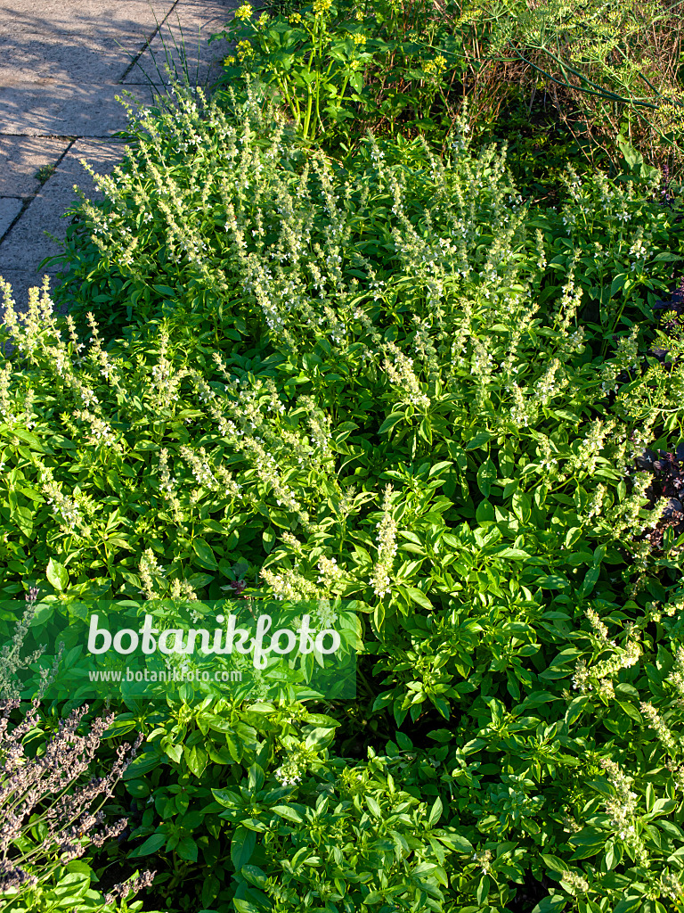 463008 - Basilikum (Ocimum basilicum)