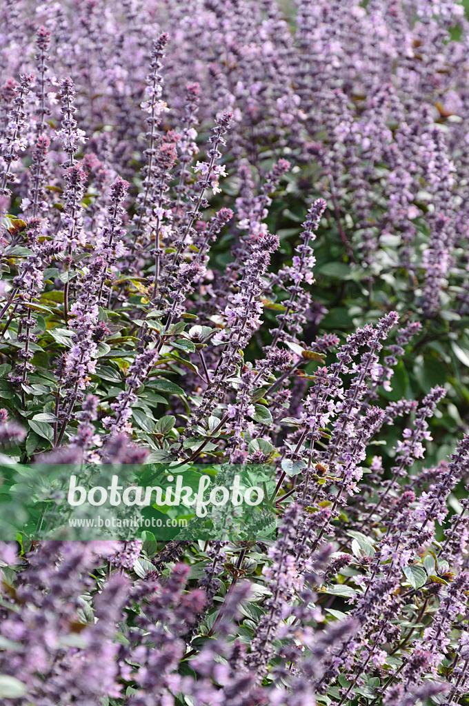 487278 - Basilikum (Ocimum basilicum 'Magic Blue')