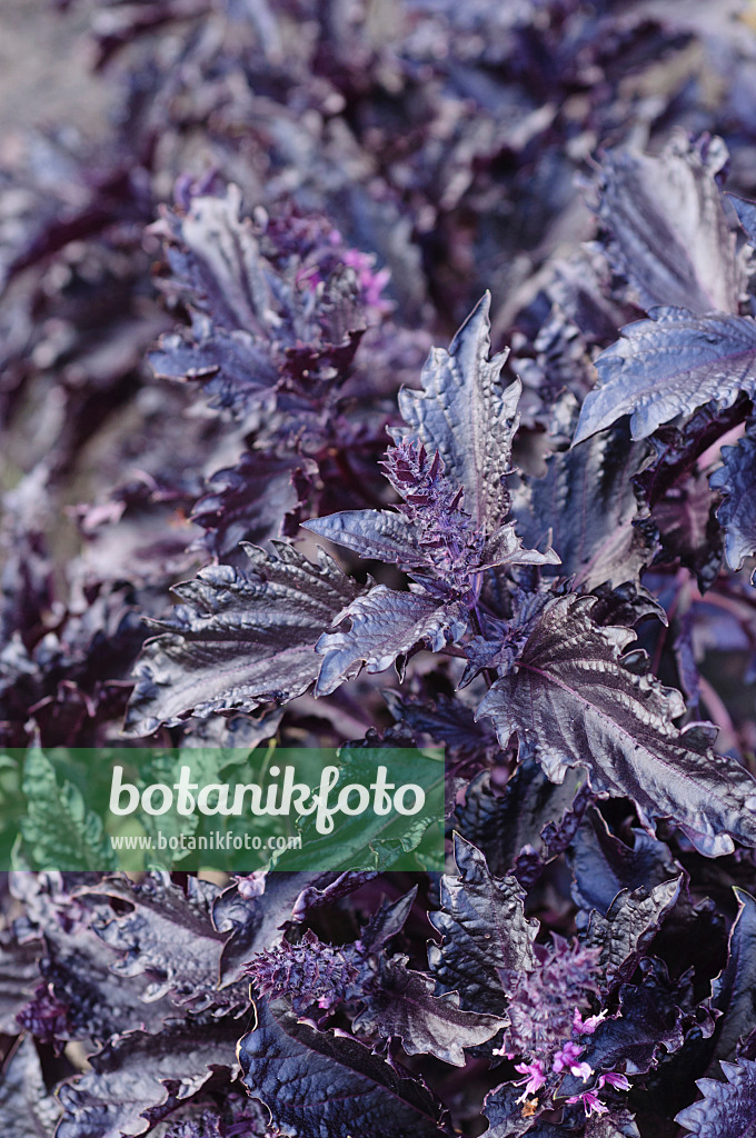 488012 - Basilikum (Ocimum basilicum 'Purple Ruffles')