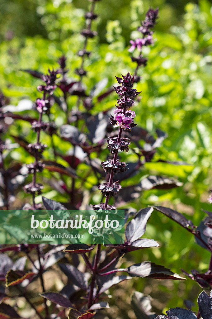 511116 - Basilikum (Ocimum basilicum 'Rubra')