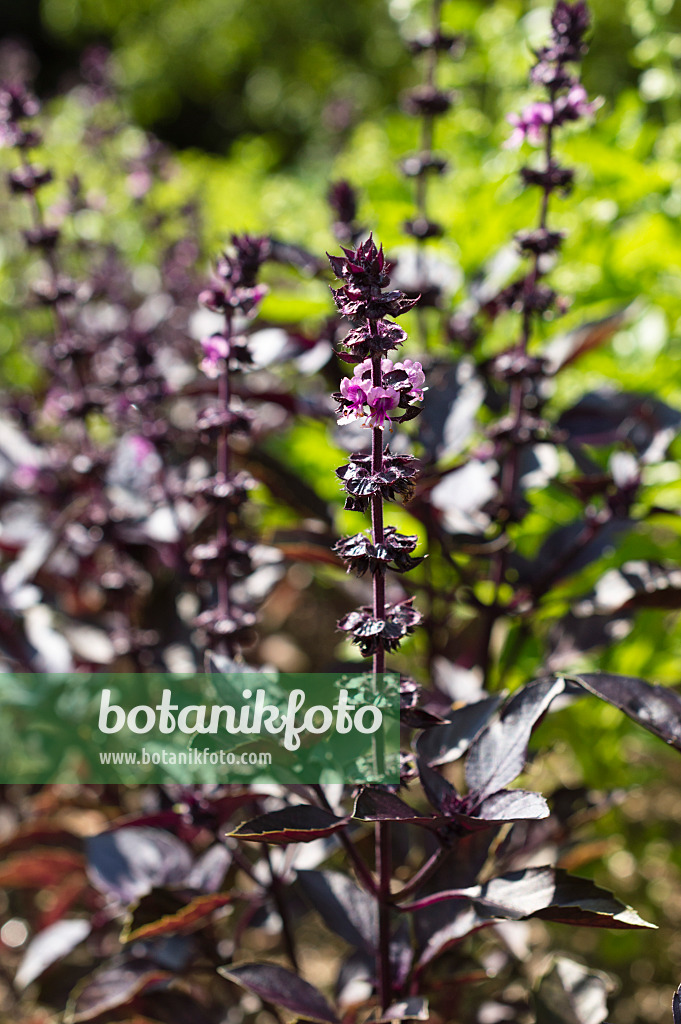 511117 - Basilikum (Ocimum basilicum 'Rubra')