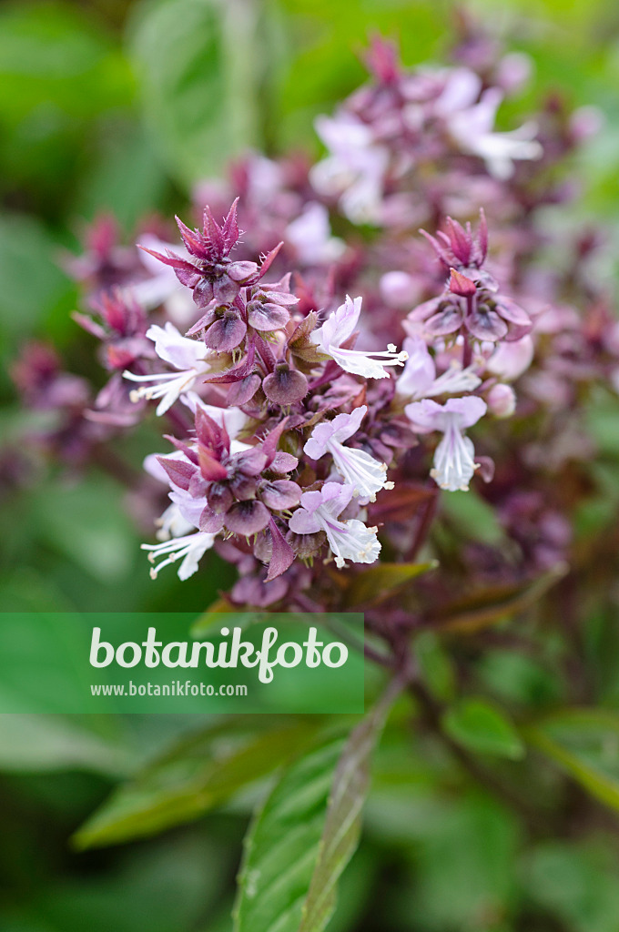 475232 - Basilikum (Ocimum basilicum 'Siam Queen')